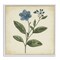 Stupell Industries Vintage Blue Blossoms Wildflower Framed Giclee, design by Petal Prints Design